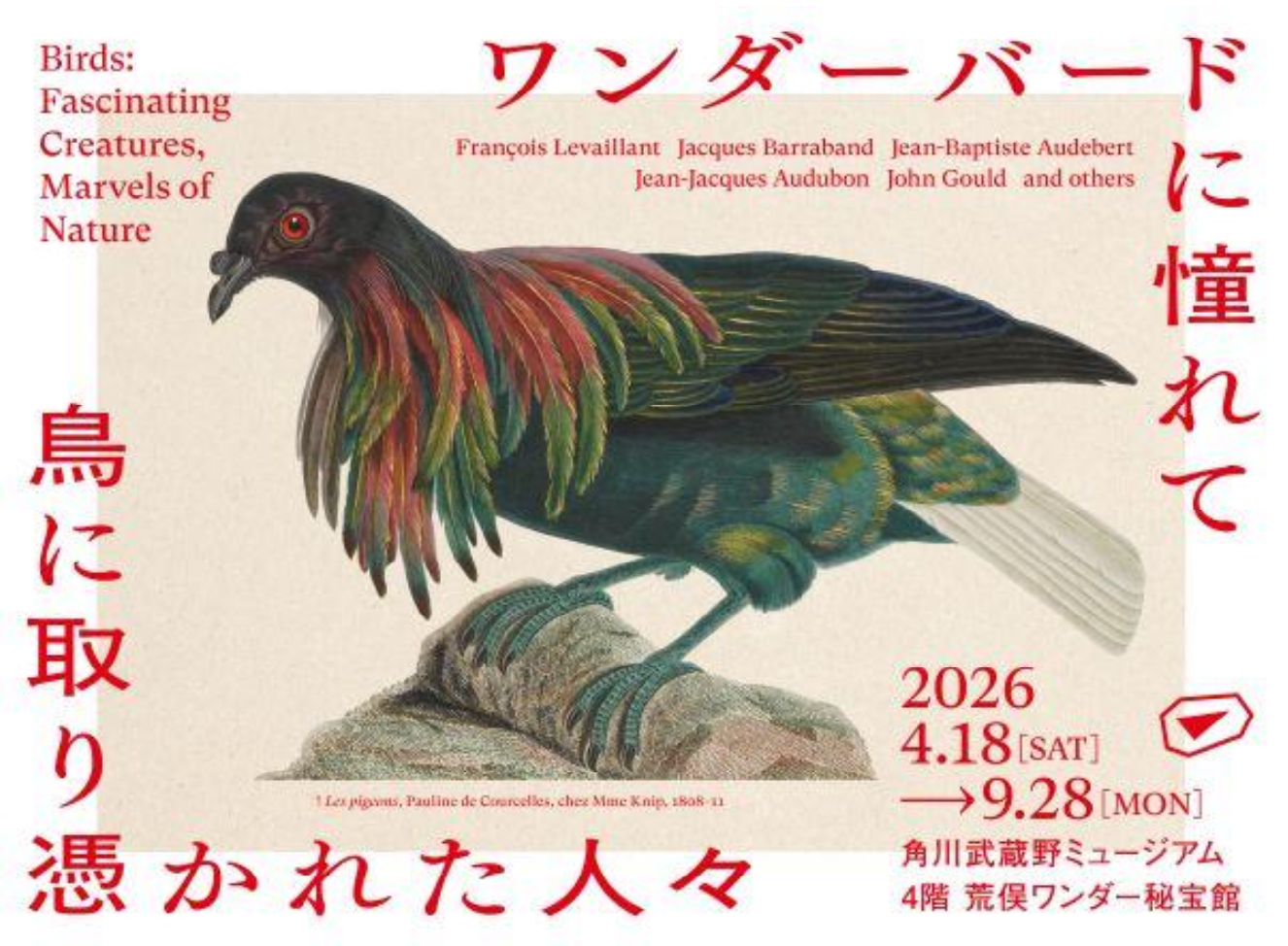 カメラのない時代に、本物を写しとった執念の博物画 19 世紀の人々が憧れて描いた「鳥」にまつわる荒俣宏コレクションを一挙公開 「ワンダーバードに憧れて 鳥に取り憑かれた人々」開催決定